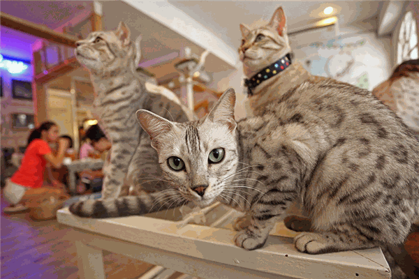 猫咪咖啡馆