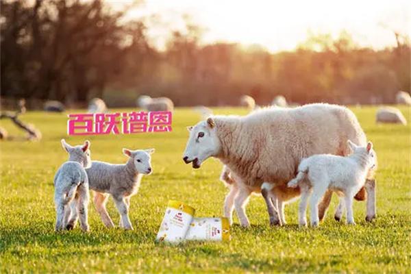 百跃谱恩羊奶粉