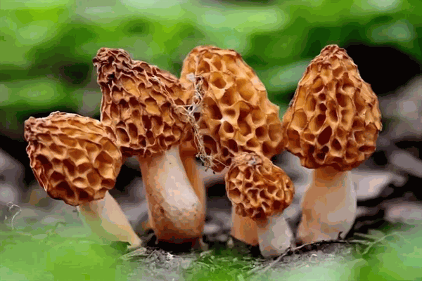 中盛永基食用菌加盟