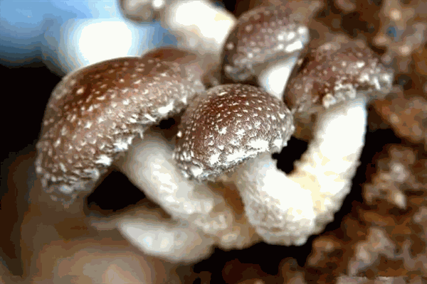 中盛永基食用菌加盟