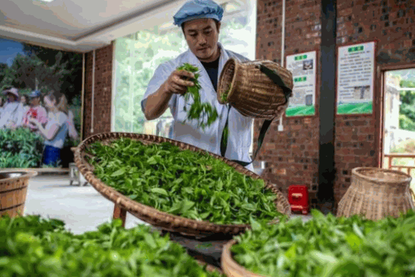 岩盛茶业