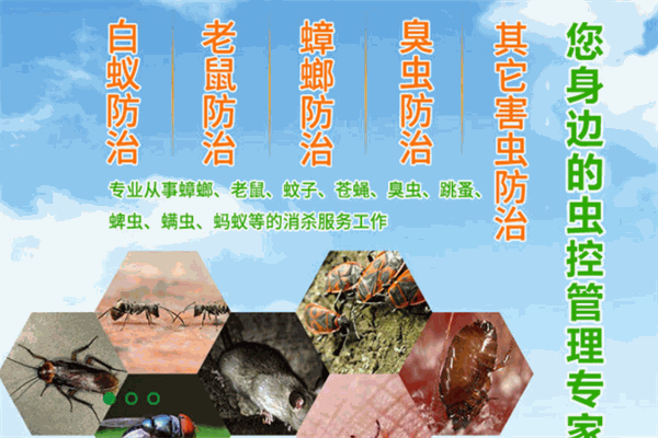 逸尔虫控