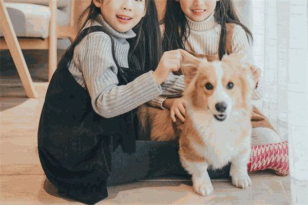 迪耐宠物