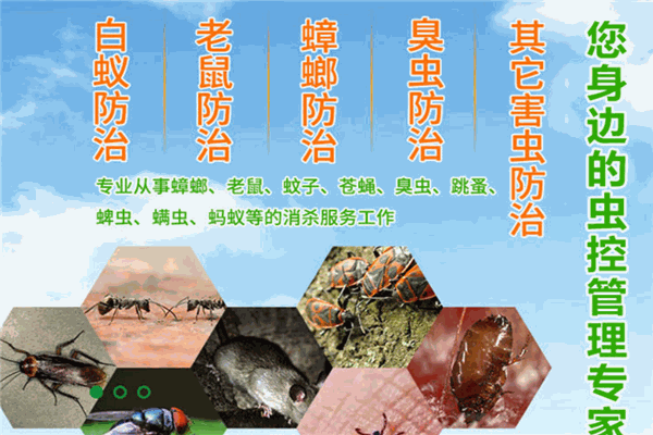 好兄弟虫控