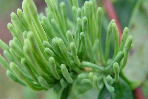 千山红金银花饮品加盟