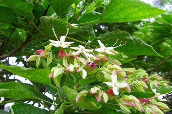 千山红金银花饮品加盟