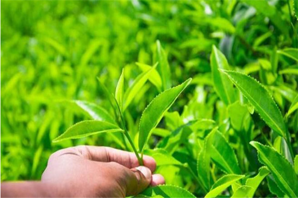 可以兴普洱茶加盟