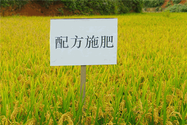 赛诺化肥加盟