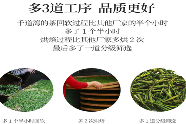 千道湾白茶