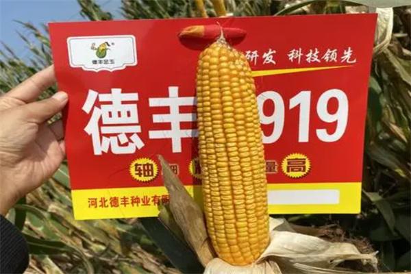 德丰种业加盟