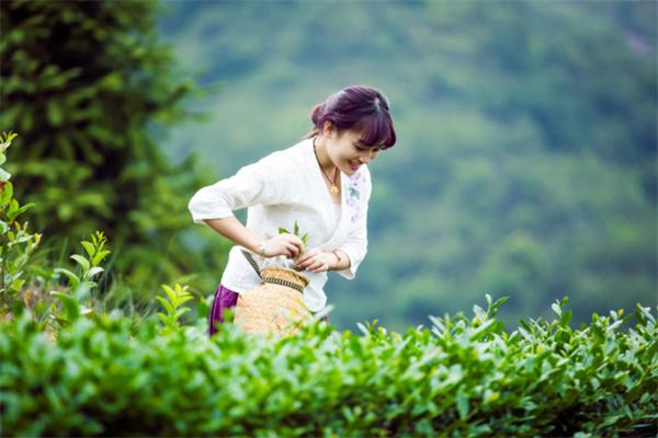 聚丰园茶叶加盟