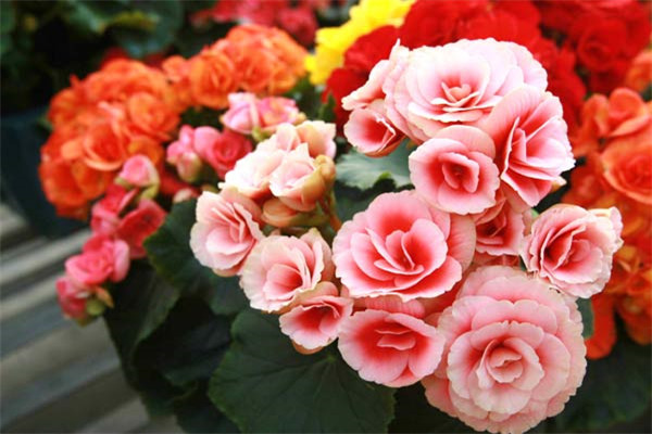 心情不错鲜花
