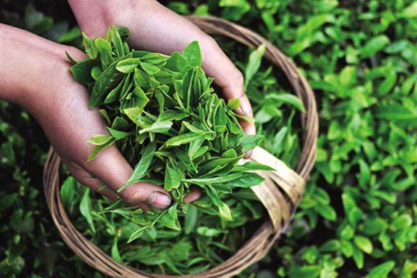 幸福茶人