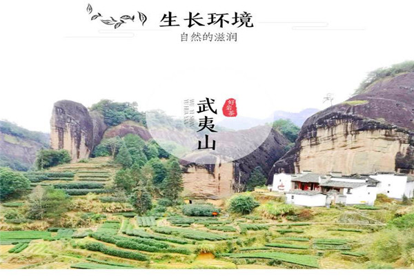 武夷山岩茶