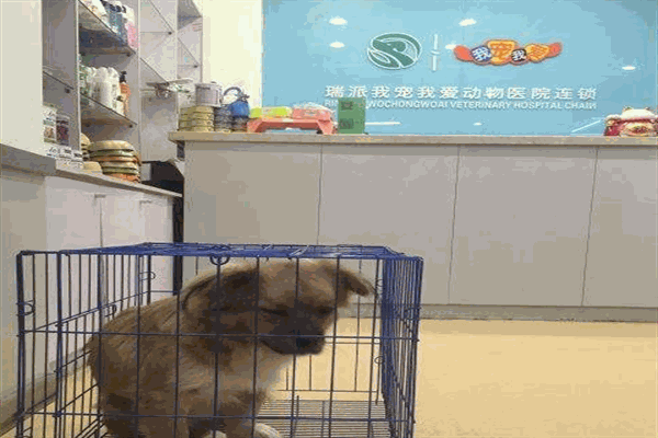 我宠我爱动物医院