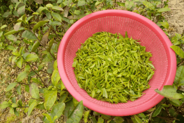 久和顺茶叶