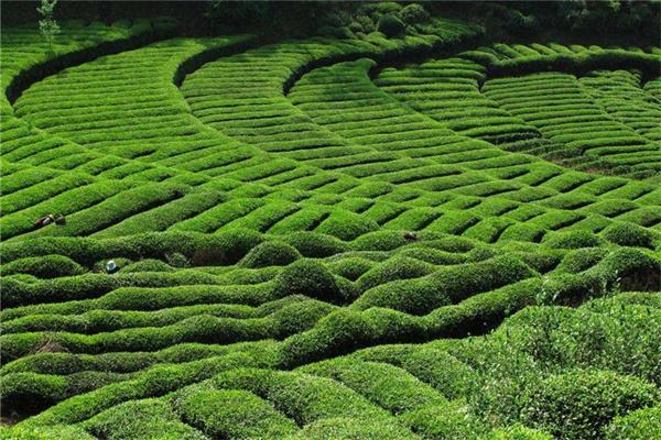 汪利兵茶叶