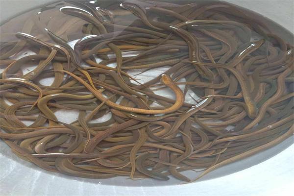 正兴泥鳅土鳝鱼