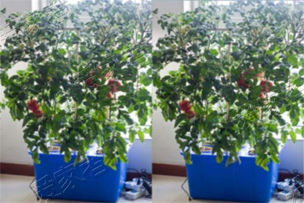 爱家者芽苗菜