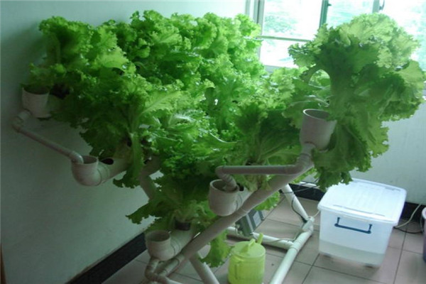爱家者芽苗菜