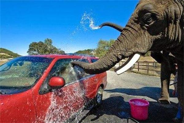 大象洗车