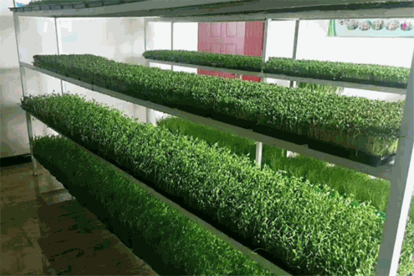 绿康源芽苗菜加盟