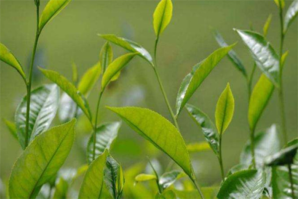 茗山茶叶加盟
