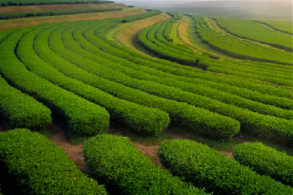 中粮海堤茶叶