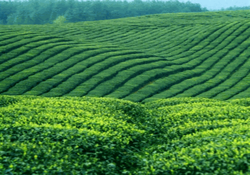 今朝有茶