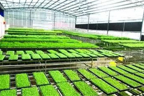 绿国鑫园芽苗菜