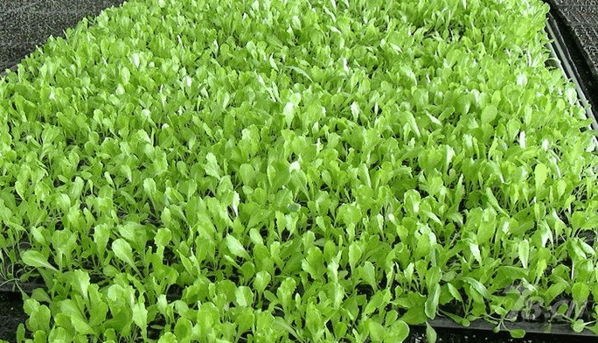绿国鑫源芽苗菜加盟