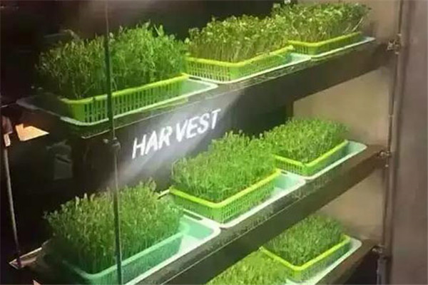 绿国鑫园芽苗菜