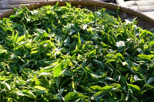 巧香茶行