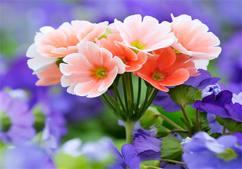 八彩鲜花