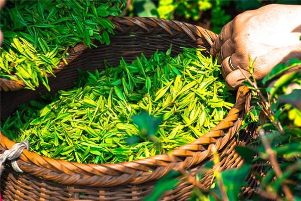 新林玉露毛尖加盟