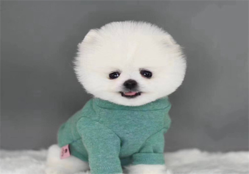 派多格宠物养护