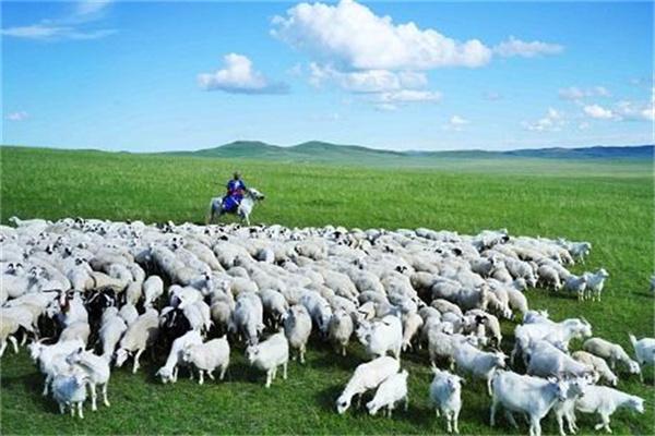 草原传奇绿色羊庄