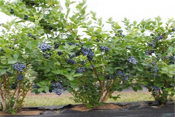 君林蓝莓加盟