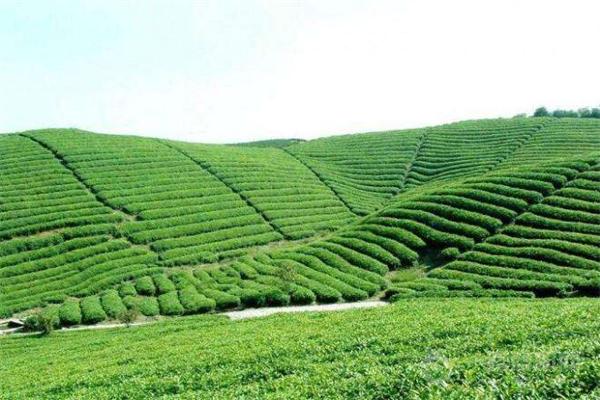 天诚茶叶