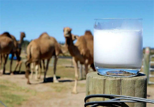 依巴特新疆骆驼奶