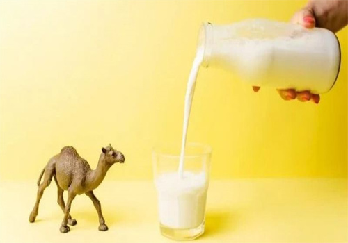 依巴特新疆骆驼奶