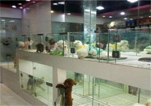 巴米哥宠物店