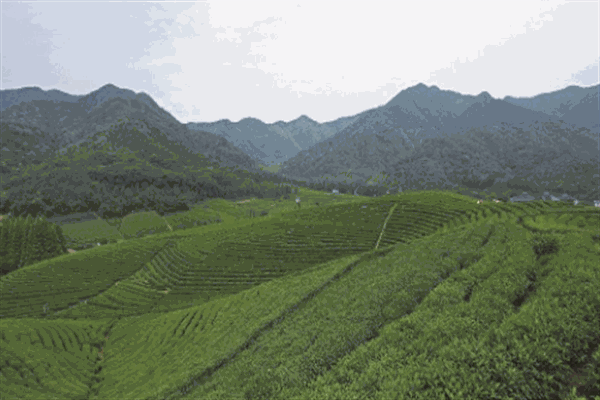 顶峰茶业加盟