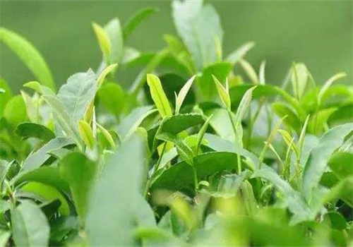 源福春茶叶