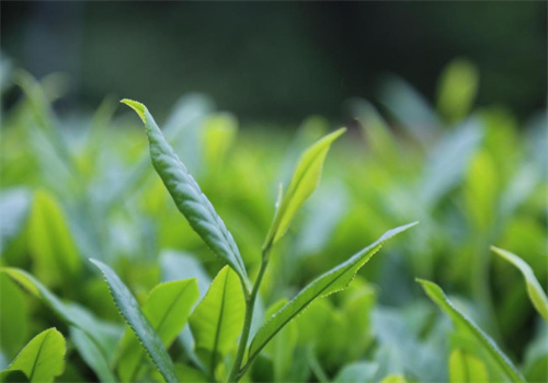 源福春茶叶