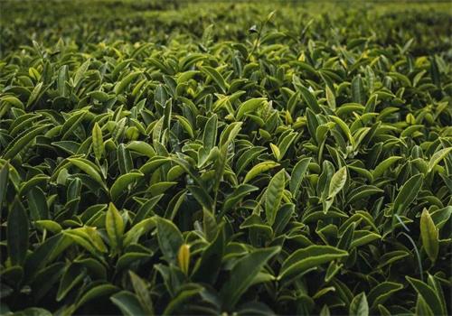源福春茶叶