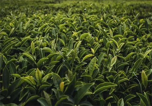 喜隆堂茶叶
