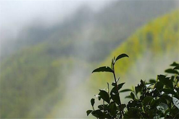 茗腾茶叶加盟