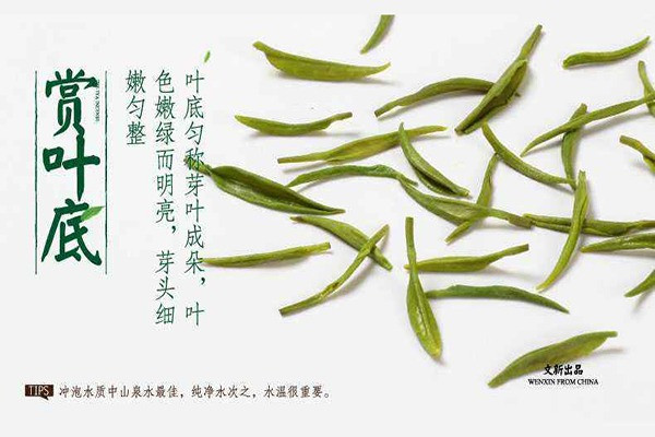 文新毛尖加盟