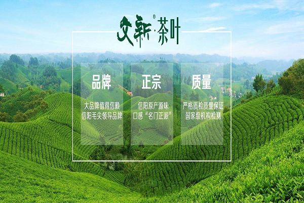 文新毛尖加盟